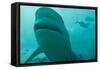 Bull Shark-null-Framed Stretched Canvas