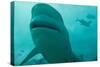 Bull Shark-null-Stretched Canvas