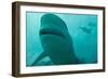 Bull Shark-null-Framed Photographic Print