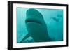 Bull Shark-null-Framed Photographic Print