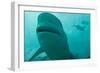 Bull Shark-null-Framed Photographic Print