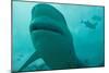 Bull Shark-null-Mounted Photographic Print