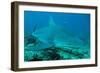 Bull Shark-null-Framed Photographic Print