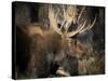 Bull Shiras Moose, Gros Ventre, Grand Tetons, Wyoming-Maresa Pryor-Stretched Canvas