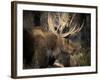 Bull Shiras Moose, Gros Ventre, Grand Tetons, Wyoming-Maresa Pryor-Framed Photographic Print