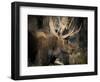 Bull Shiras Moose, Gros Ventre, Grand Tetons, Wyoming-Maresa Pryor-Framed Photographic Print