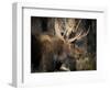 Bull Shiras Moose, Gros Ventre, Grand Tetons, Wyoming-Maresa Pryor-Framed Photographic Print