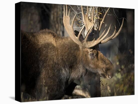 Bull Shiras Moose, Gros Ventre, Grand Tetons, Wyoming-Maresa Pryor-Stretched Canvas