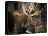 Bull Shiras Moose, Gros Ventre, Grand Tetons, Wyoming-Maresa Pryor-Stretched Canvas