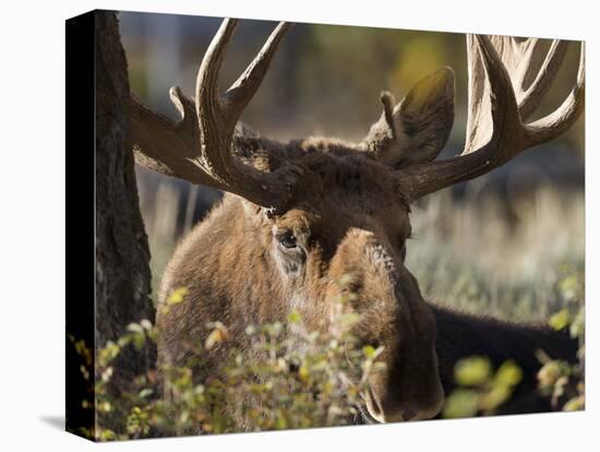 Bull Shiras Moose, Gros Ventre, Grand Tetons, Wyoming-Maresa Pryor-Stretched Canvas