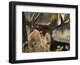 Bull Shiras Moose, Gros Ventre, Grand Tetons, Wyoming-Maresa Pryor-Framed Photographic Print