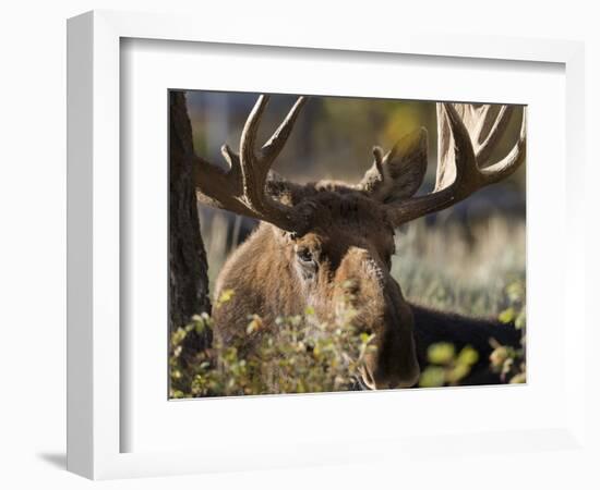 Bull Shiras Moose, Gros Ventre, Grand Tetons, Wyoming-Maresa Pryor-Framed Photographic Print