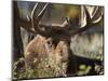 Bull Shiras Moose, Gros Ventre, Grand Tetons, Wyoming-Maresa Pryor-Mounted Photographic Print