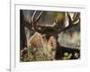 Bull Shiras Moose, Gros Ventre, Grand Tetons, Wyoming-Maresa Pryor-Framed Photographic Print