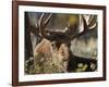 Bull Shiras Moose, Gros Ventre, Grand Tetons, Wyoming-Maresa Pryor-Framed Photographic Print