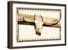 Bull Skull-null-Framed Photographic Print