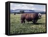 Bull Standing in Field-Philip Gendreau-Framed Stretched Canvas