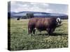 Bull Standing in Field-Philip Gendreau-Stretched Canvas