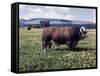 Bull Standing in Field-Philip Gendreau-Framed Stretched Canvas