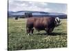 Bull Standing in Field-Philip Gendreau-Stretched Canvas