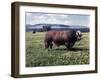 Bull Standing in Field-Philip Gendreau-Framed Premium Photographic Print