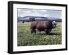 Bull Standing in Field-Philip Gendreau-Framed Premium Photographic Print