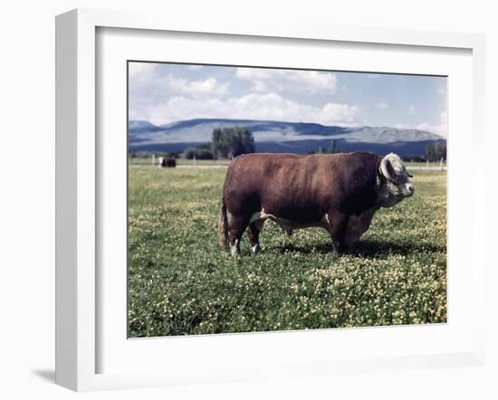 Bull Standing in Field-Philip Gendreau-Framed Premium Photographic Print