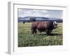 Bull Standing in Field-Philip Gendreau-Framed Premium Photographic Print