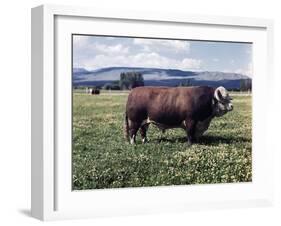 Bull Standing in Field-Philip Gendreau-Framed Premium Photographic Print