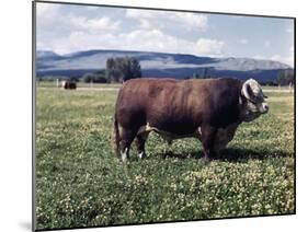 Bull Standing in Field-Philip Gendreau-Mounted Premium Photographic Print