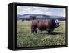 Bull Standing in Field-Philip Gendreau-Framed Stretched Canvas