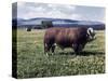 Bull Standing in Field-Philip Gendreau-Stretched Canvas