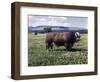 Bull Standing in Field-Philip Gendreau-Framed Photographic Print