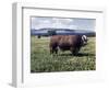 Bull Standing in Field-Philip Gendreau-Framed Photographic Print