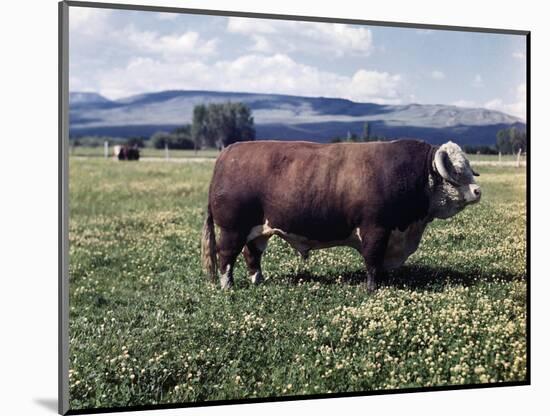 Bull Standing in Field-Philip Gendreau-Mounted Photographic Print