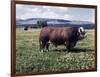 Bull Standing in Field-Philip Gendreau-Framed Photographic Print