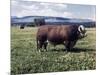 Bull Standing in Field-Philip Gendreau-Mounted Photographic Print