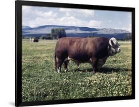 Bull Standing in Field-Philip Gendreau-Framed Photographic Print