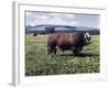 Bull Standing in Field-Philip Gendreau-Framed Photographic Print