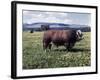 Bull Standing in Field-Philip Gendreau-Framed Photographic Print