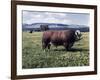 Bull Standing in Field-Philip Gendreau-Framed Photographic Print