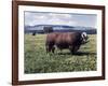 Bull Standing in Field-Philip Gendreau-Framed Photographic Print