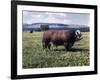 Bull Standing in Field-Philip Gendreau-Framed Photographic Print