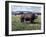 Bull Standing in Field-Philip Gendreau-Framed Photographic Print