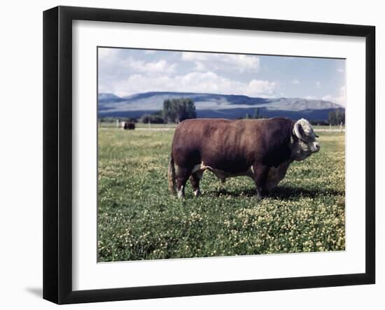 Bull Standing in Field-Philip Gendreau-Framed Photographic Print