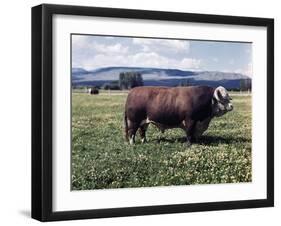 Bull Standing in Field-Philip Gendreau-Framed Photographic Print