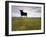 Bull Statue, Toros De Osborne, Andalucia, Spain-Gavin Hellier-Framed Photographic Print