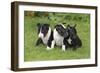 Bull Terrier 01-Bob Langrish-Framed Photographic Print