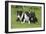 Bull Terrier 01-Bob Langrish-Framed Photographic Print