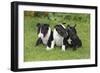 Bull Terrier 01-Bob Langrish-Framed Photographic Print